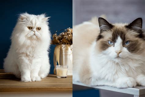 Persian Ragdoll Mix Cat - 12 Traits Of This Unique Cat Breed