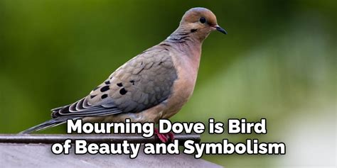 Mourning Dove Spiritual Meaning, Symbolism and Totem | Explained