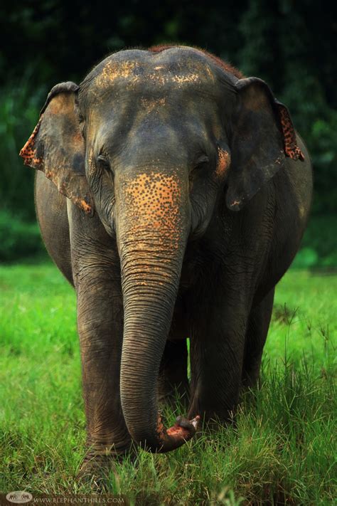 Asian Elephant - Elephant Hills, Thailand