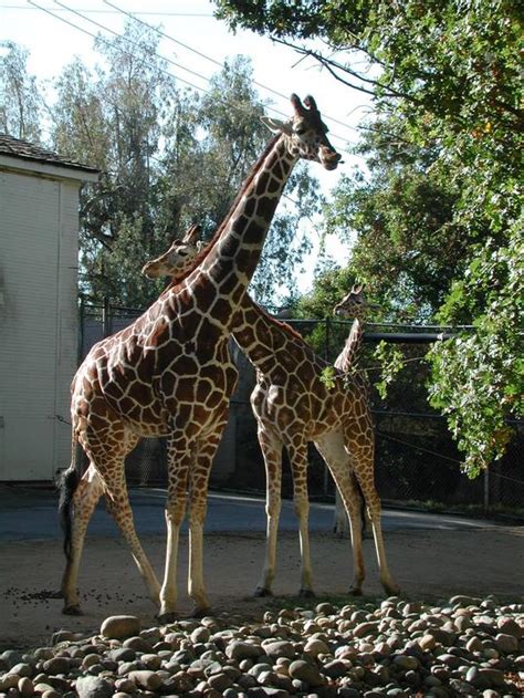 Information about "saczoo003.jpg" on sacramento zoo - Sacramento - LocalWiki