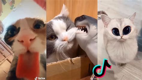 Cat Memes Tiktok Cats Being Cats Compilation Funny and Cute Cats Part ...