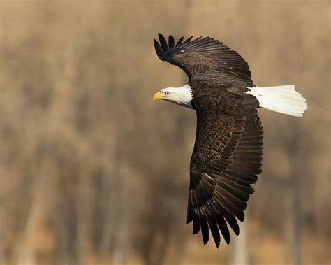 Bald Eagle Hunting Photograph by Lois Lake - Fine Art America