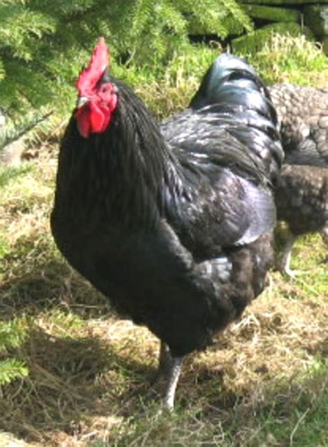 Jersey Giant Chicken: Origin, Characteristics, Uses