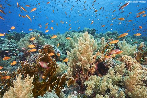 Transnational Red Sea project that could help save Earth’s coral reefs | Global Geneva