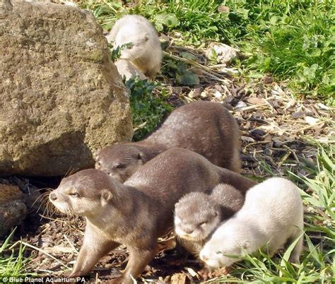 Ring of WHITE water: The albino otter cubs who leave the rest of the family in the dark | Daily ...