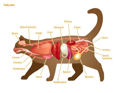 Cat Anatomy Guide - Cats.com