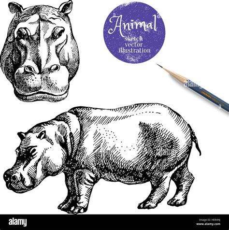 Hand drawn hippo animal vector illustration. Sketch isolated hippopotamus on white background ...