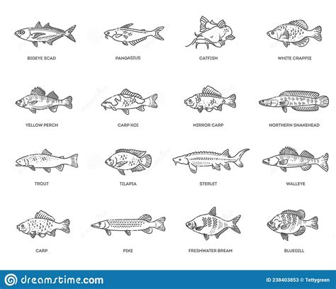 Freshwater Fish Set. Types Of Edible Fish Cartoon Vector | CartoonDealer.com #238403853