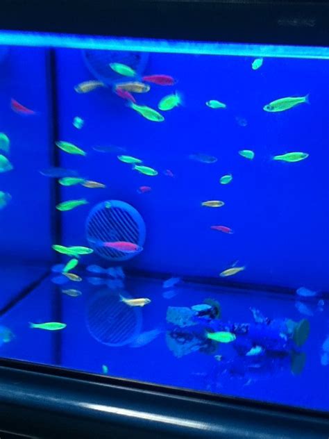 Glow fish;) 👍 | Glow fish, Fish tank, Fish