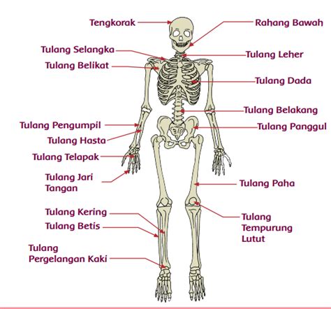 Organ Gerak Manusia dan Hewan