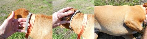 Pepper's Paws: Seresto Collar - Pet Product Review