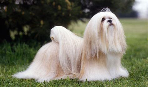 10 Popular Small Long Haired Dog Breeds - Tail and Fur