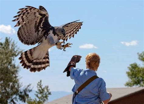 This Massive Bird Is One Of The Largest In The World - Viral Rang