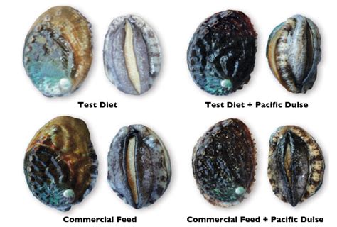 Diets affect abalone meat quality, shell color - Responsible Seafood Advocate