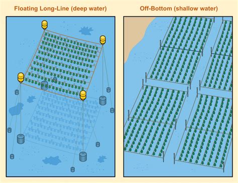 Shellfish & Seaweed | Reef Resilience