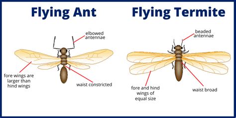 Flying Ants vs. Termites: what's the difference? - Massey Services, Inc.