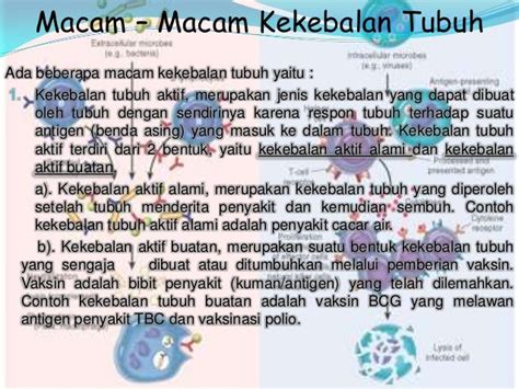 Sistem Kekebalan Tubuh Manusia