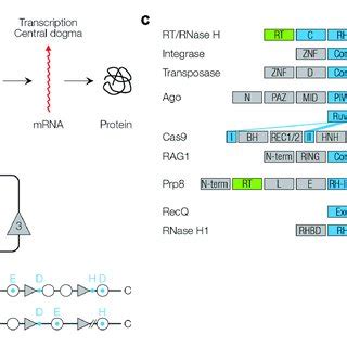 | Function and structure of RNase H-like proteins. (A) Reverse... | Download Scientific Diagram