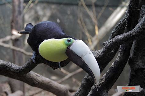 Toucan gets 3D-printed beak after gruesome injury – The Tico Times ...