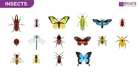 Entomology - An Overview of Entomology and its Significance