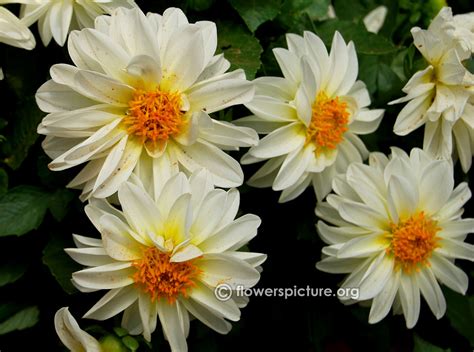 Dahlia varieties gallery