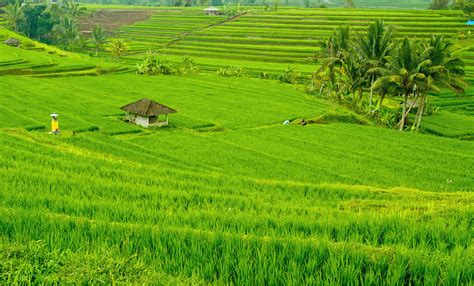 pemandangan di sawah