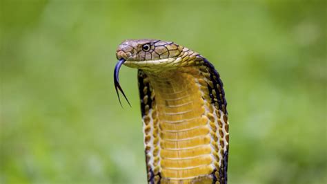 12 Ferocious Facts About King Cobras | Mental Floss