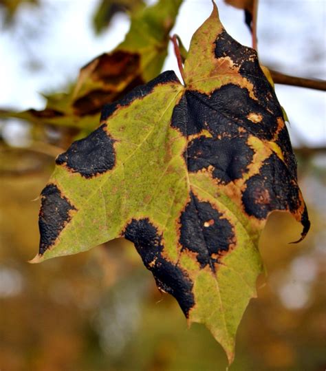 Brown Spots On Rose Leaves