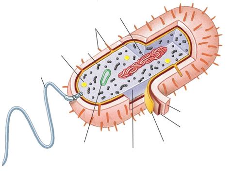 CELLS: Prokaryotic cell Diagram | Quizlet