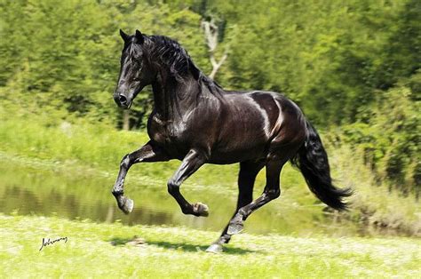 Lusitanian | Lusitano horse, Horses, Lusitano