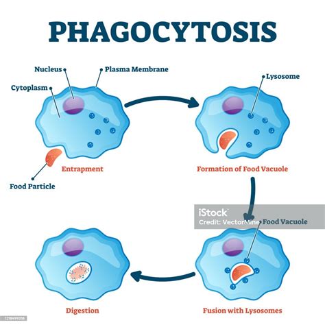 Phagocyte Structure