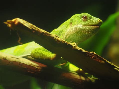 Fiji banded iguana - ZooChat