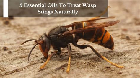 5 Essential Oils To Treat Wasp Stings Naturally