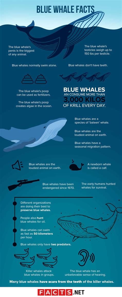 50 Incredible Blue Whale Facts For You To Find Out