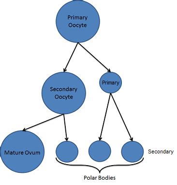 Image of cellular division