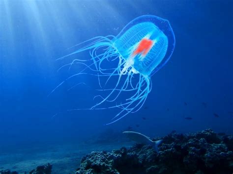 🔥 The immortal jellyfish (Turritopsis dohrnii) is considered the only animal on Earth that can ...