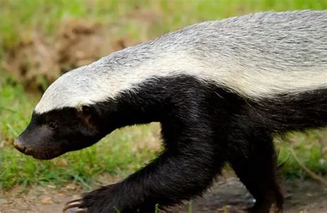 Honey Badger - Description, Habitat, Image, Diet, and Interesting Facts