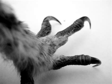 Owl Talons by LoupOmbre on DeviantArt