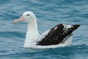 Wandering Albatross Wingspan: How Big it Is & How it Compares to Other Birds - Optics Mag