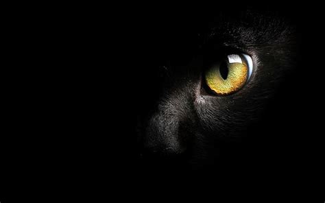 HD wallpaper: cat eye, eyes, background, animal themes, one animal ...