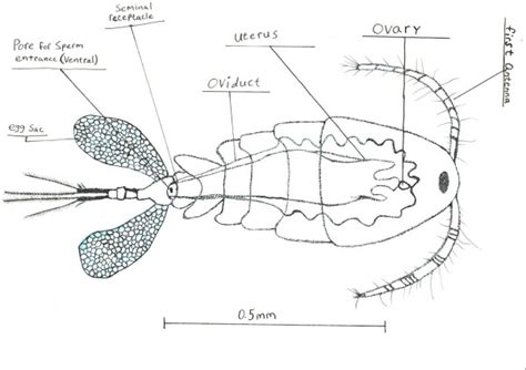 Zooplankton