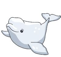 Beluga Whale Meme