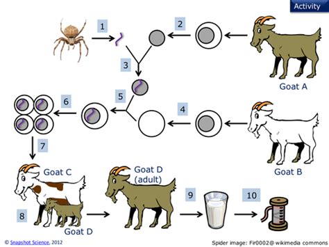 Genetic engineering and the spider goats | Teaching Resources