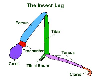 The Insect Thorax: Complete Guide To The Legs & Wings