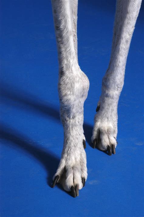 My great dane has a large hard lump on the joint above his