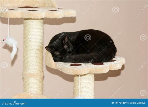 Closeup of an European Sleeping Black Cat Stock Image - Image of european, animal: 141784459