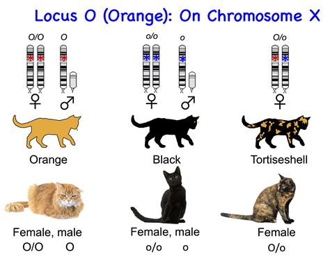 Cat Genetics 2.0: Colours | Laboratoire de génétique vétérinaire