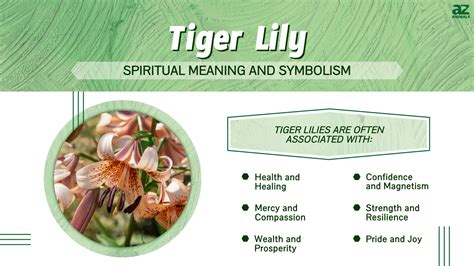 Tiger Lily: Meaning and Symbolism of This Beautiful Flower - A-Z Animals