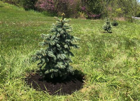 All About Moonglow Juniper Growth Rate: Slow Or Fast Grower?