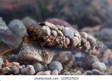 158 Caddisfly larvae Images, Stock Photos & Vectors | Shutterstock